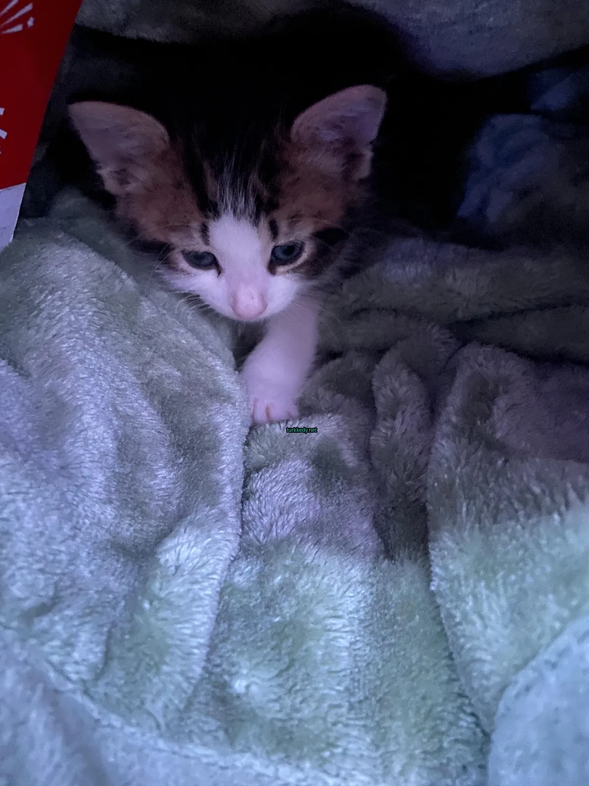 Siyah ve beyaz desenli küçük bir kedi yünleri bir minderin üstünde yatıyor.