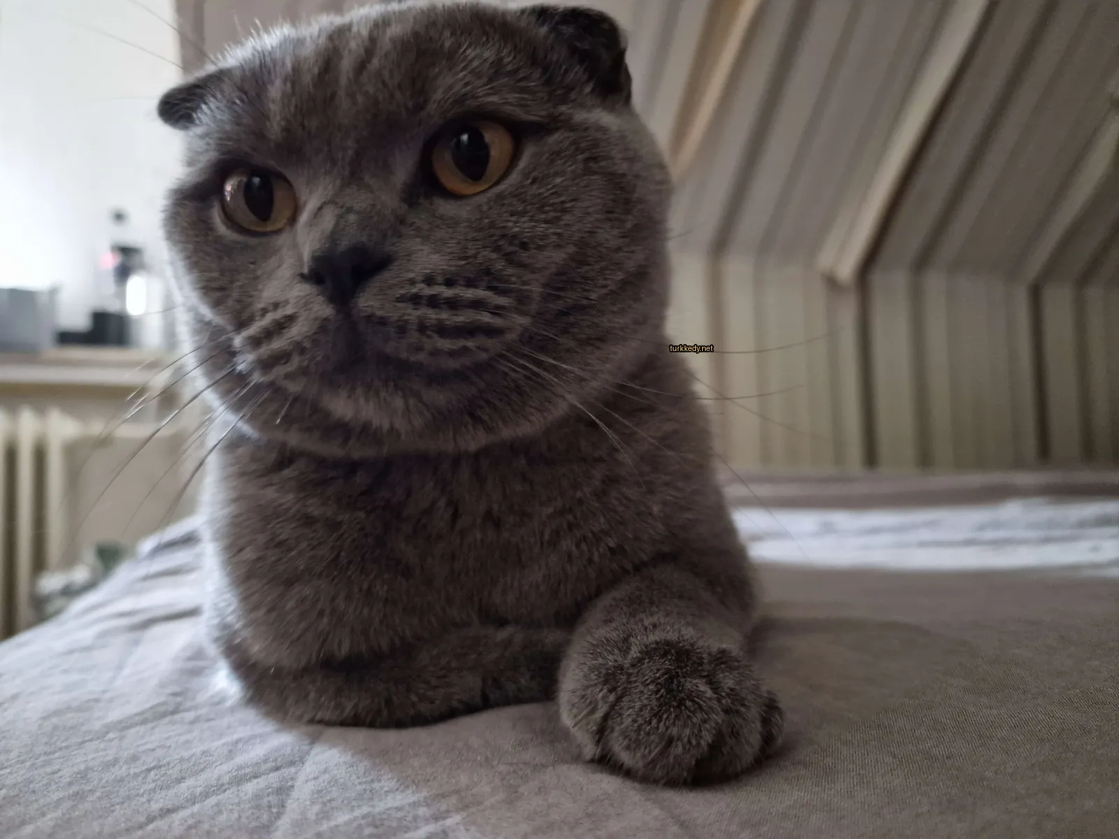 Gri bir kedi beyaz burun ve tırnaklarla yatan bir yatakta oturuyor.