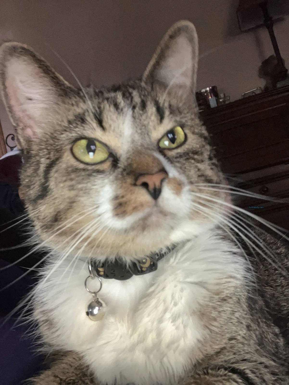 Beyaz ve gri bir kedi, siyah bir kolyeli yatakta oturuyor.