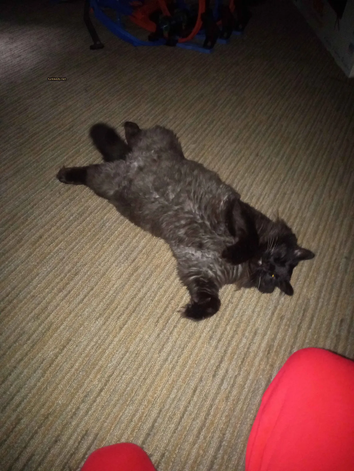 Bir siyah kedi zemine uzanmış.