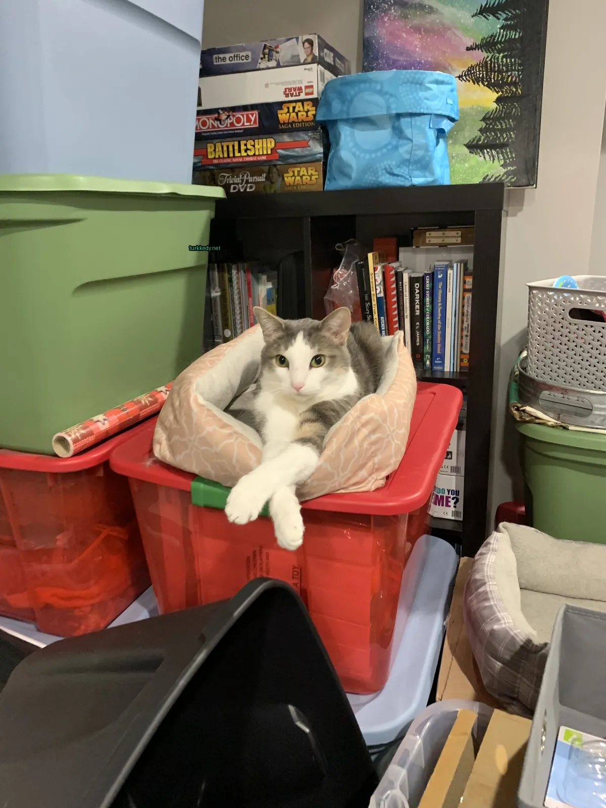 Gri ve beyaz bir kedi kırmızı bir yatakta yatıyor.