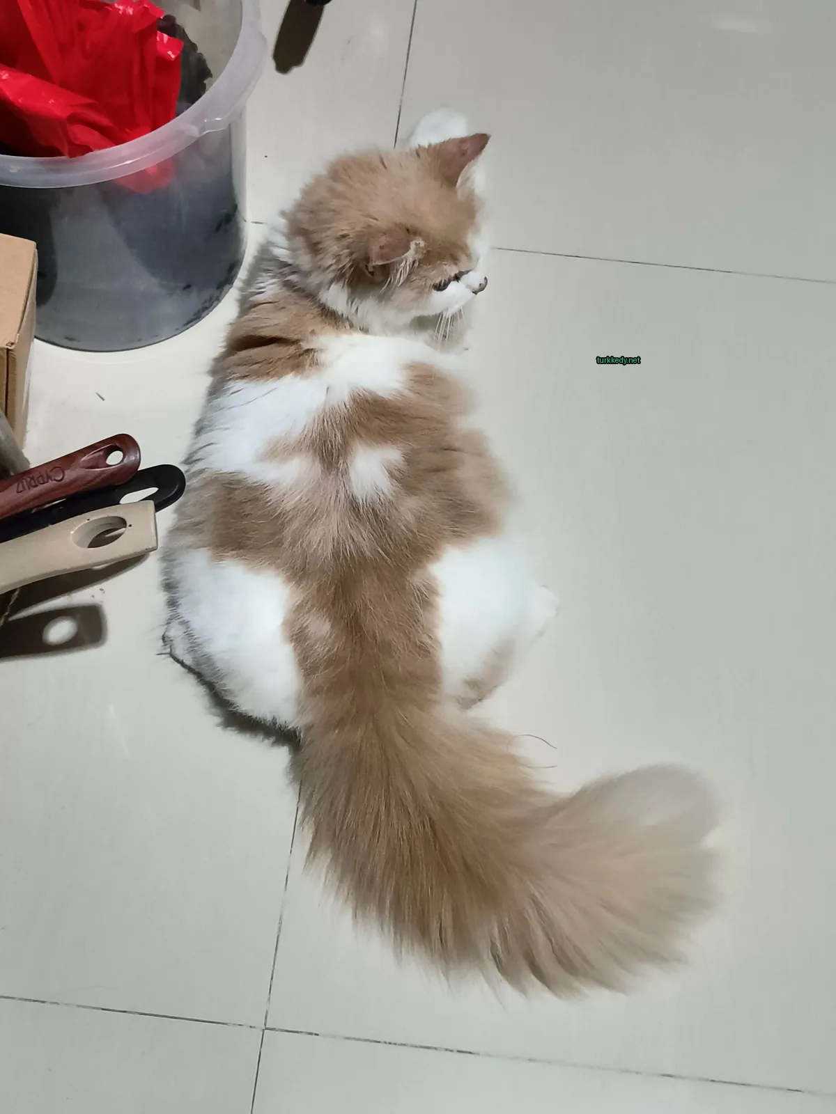 Kara ve beyaz bir kedi zemine yatmıştır.