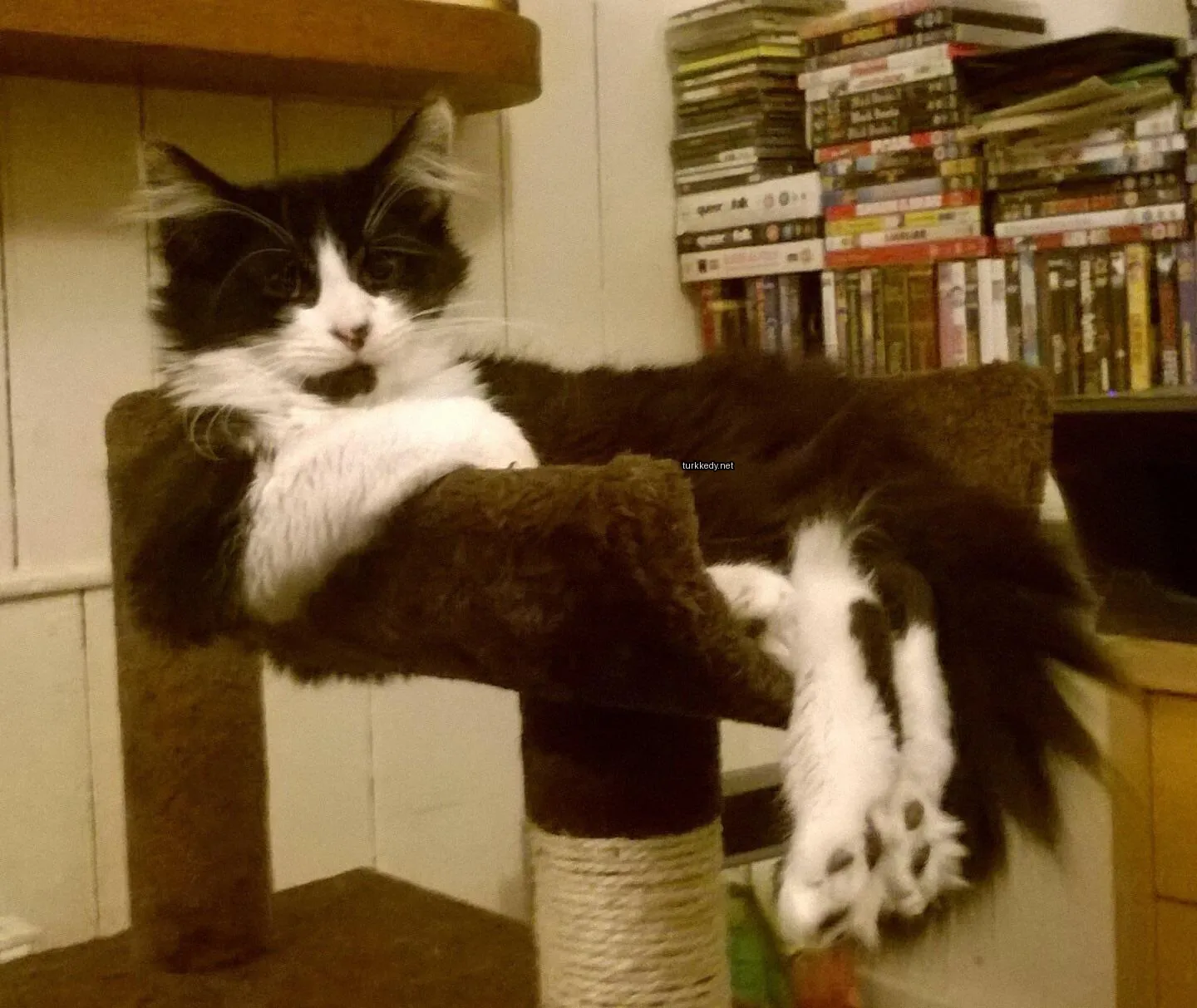 Siyah ve beyaz bir kedi kedi ağacında oturuyor.