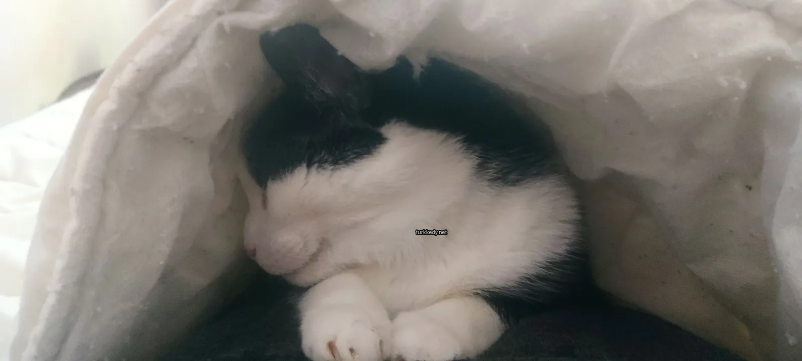 Siyah bir kedi beyaz bir bezin altında uyuyor.