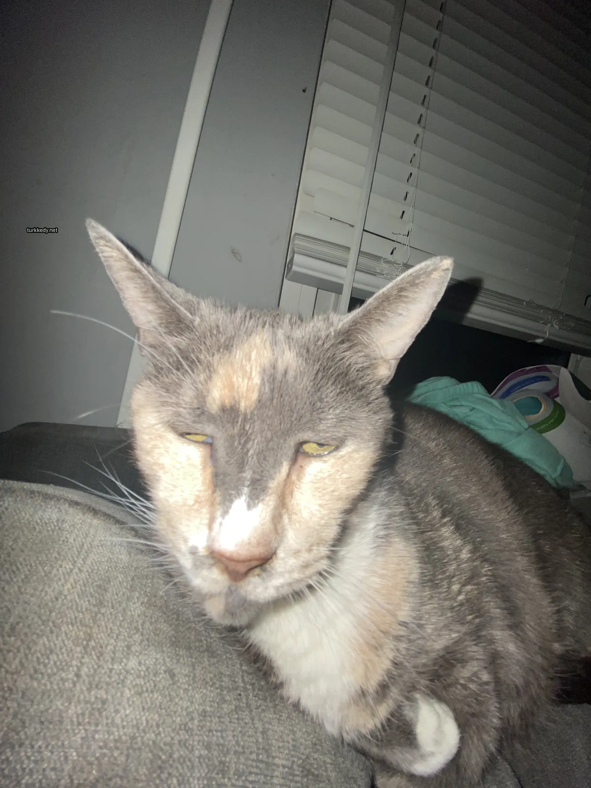 Beyaz burunlu gri ve beyaz bir kedi bir sofa üzerinde yatıyor.