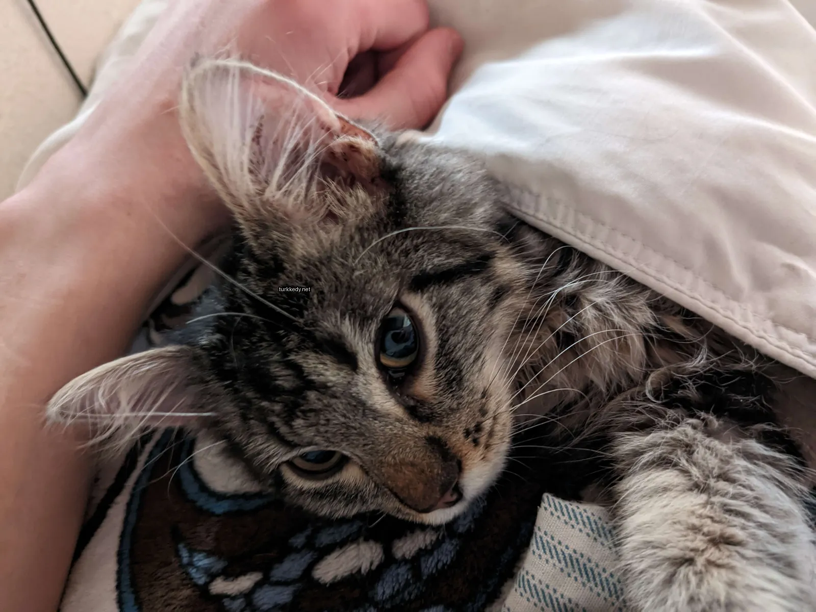 Gri ve beyaz bir kedi bir bez üzerinde yatıyor.
