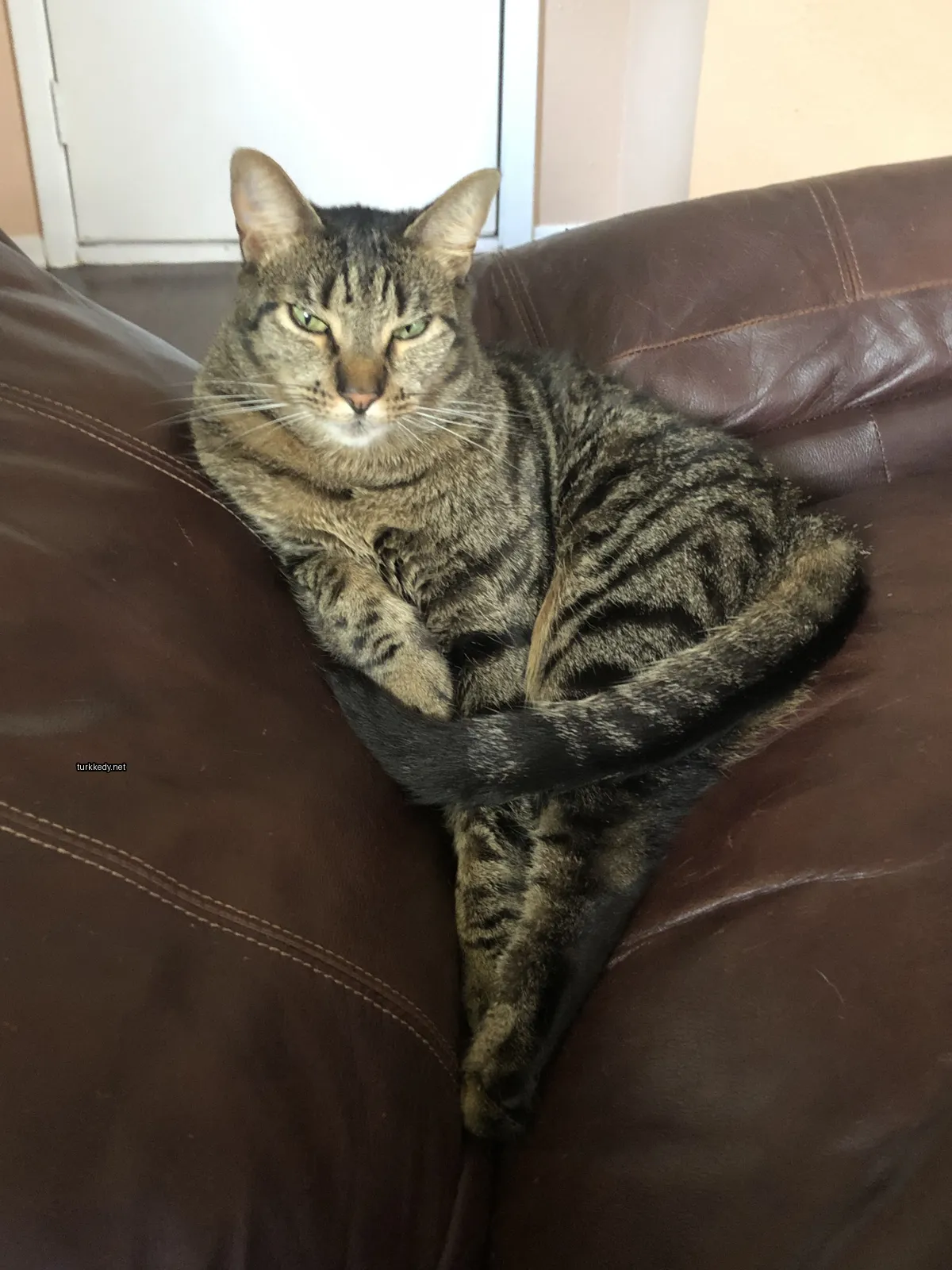Bir çizgili kedi kahverengi bir sofa üzerinde yatıyor.