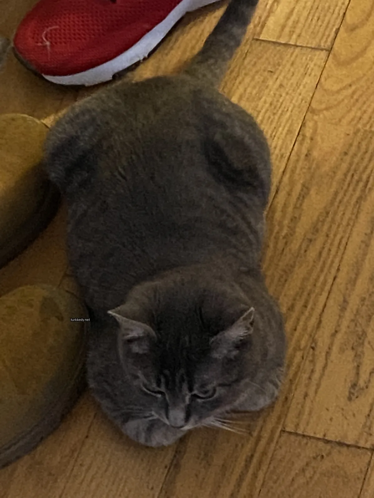 Gri bir kedi, yüzünde siyah bir şerit olan, zemine yatıyor.
