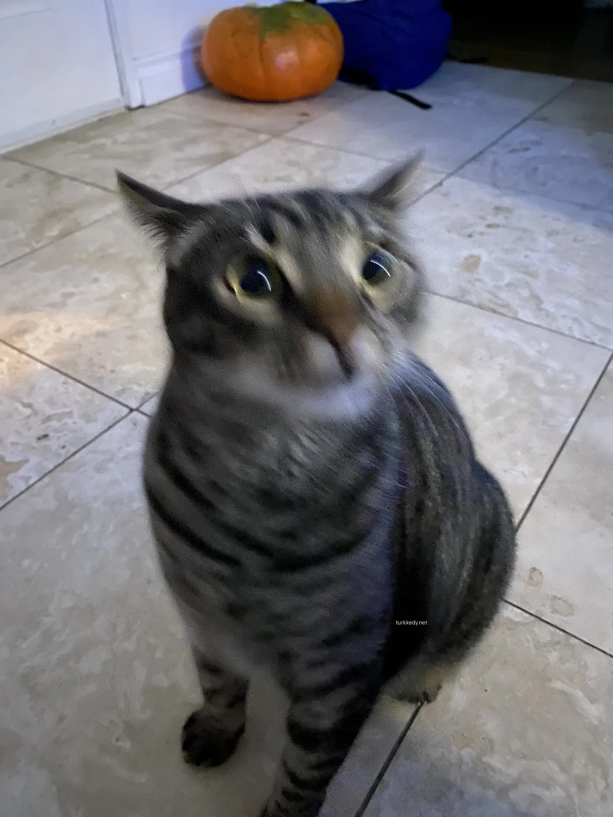 Gri ve siyah şeritli bir kedi, sarı gözlerle mermer zeminde duruyor.