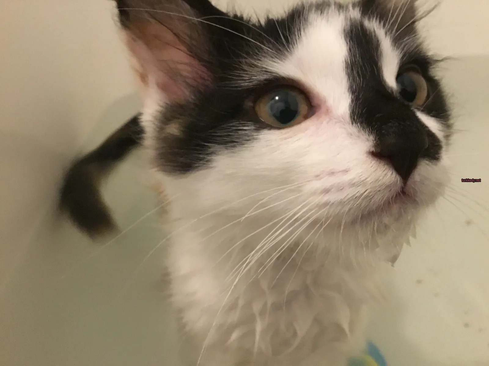 Siyah bir kedi, beyaz burun ve kaşları ile bir küvette oturuyor.