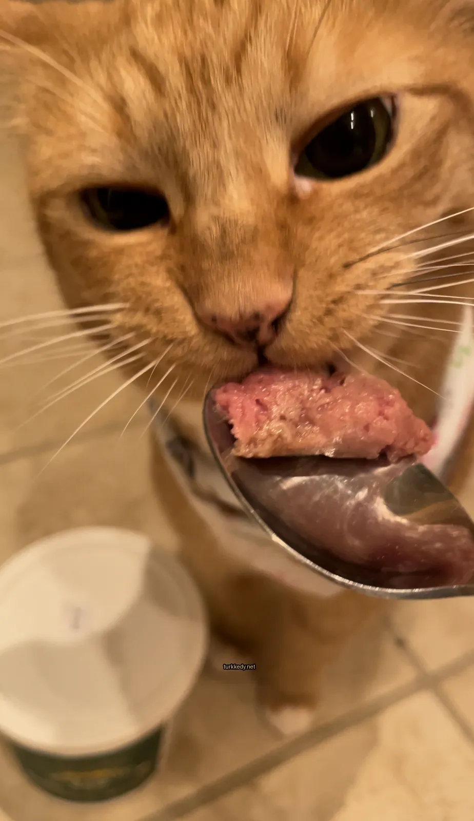 Kahverengi ve beyaz bir kedi, bir kaşık etle ağzında.