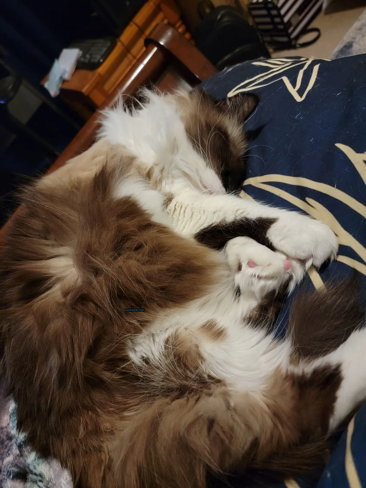 Kara ve beyaz bir kedi yatağında uyuyor.