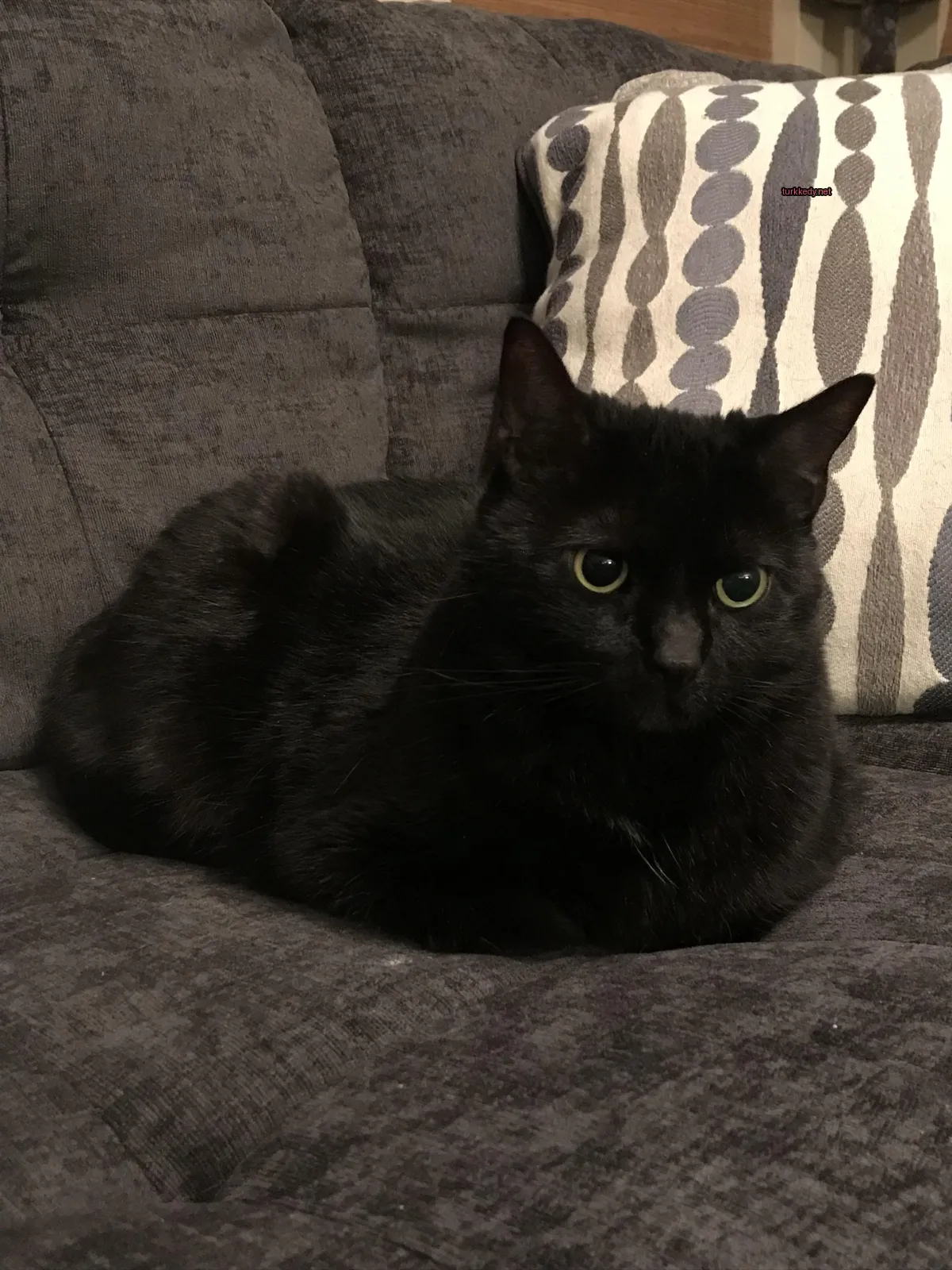 Siyah bir kedi mavi yeşil gözleriyle bir sofa üzerinde oturuyor.