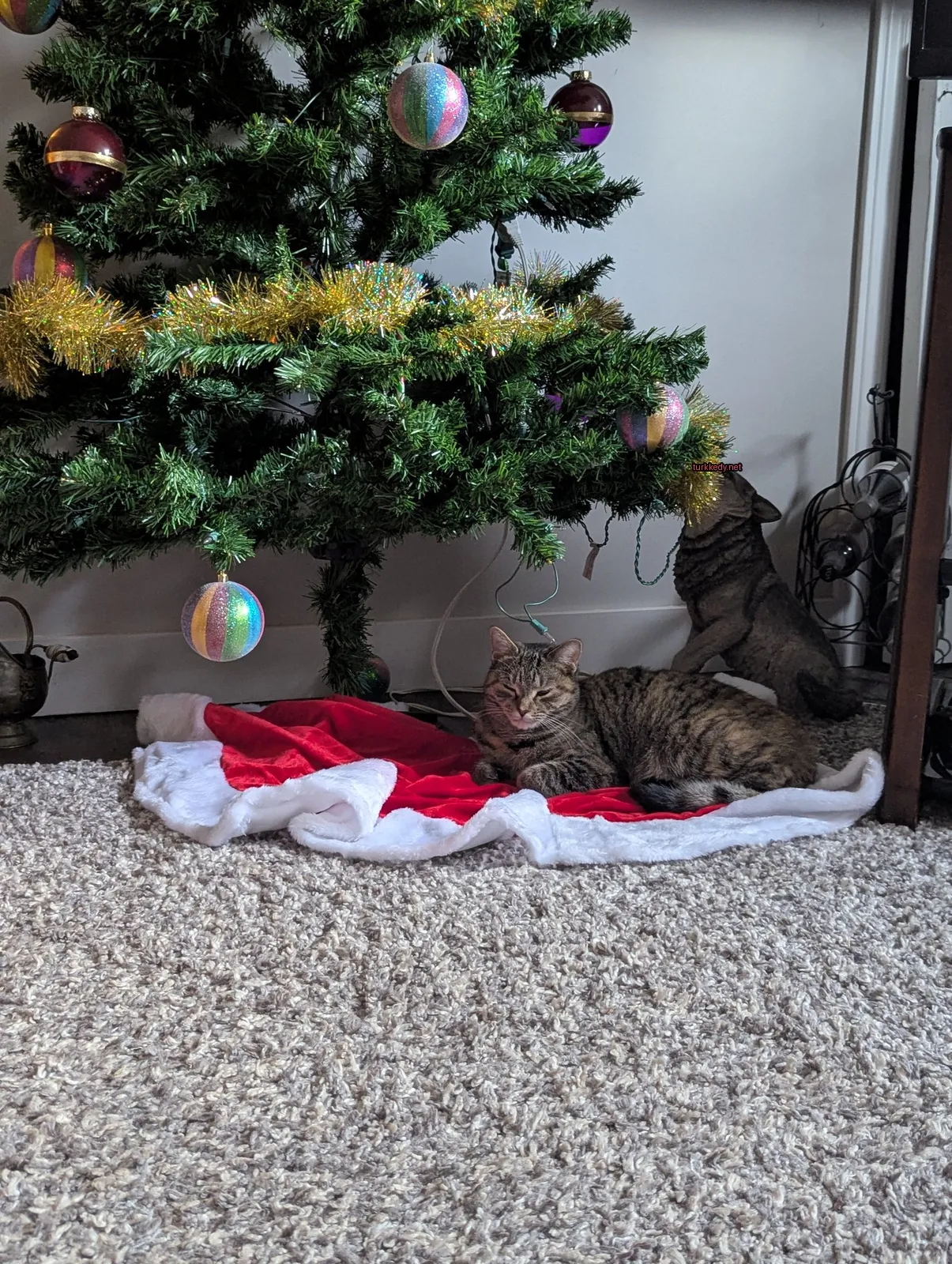 Kırmızı ve beyaz bir bezin altında bir Noel ağacının altında yatmakta olan bir kedisi vardır.