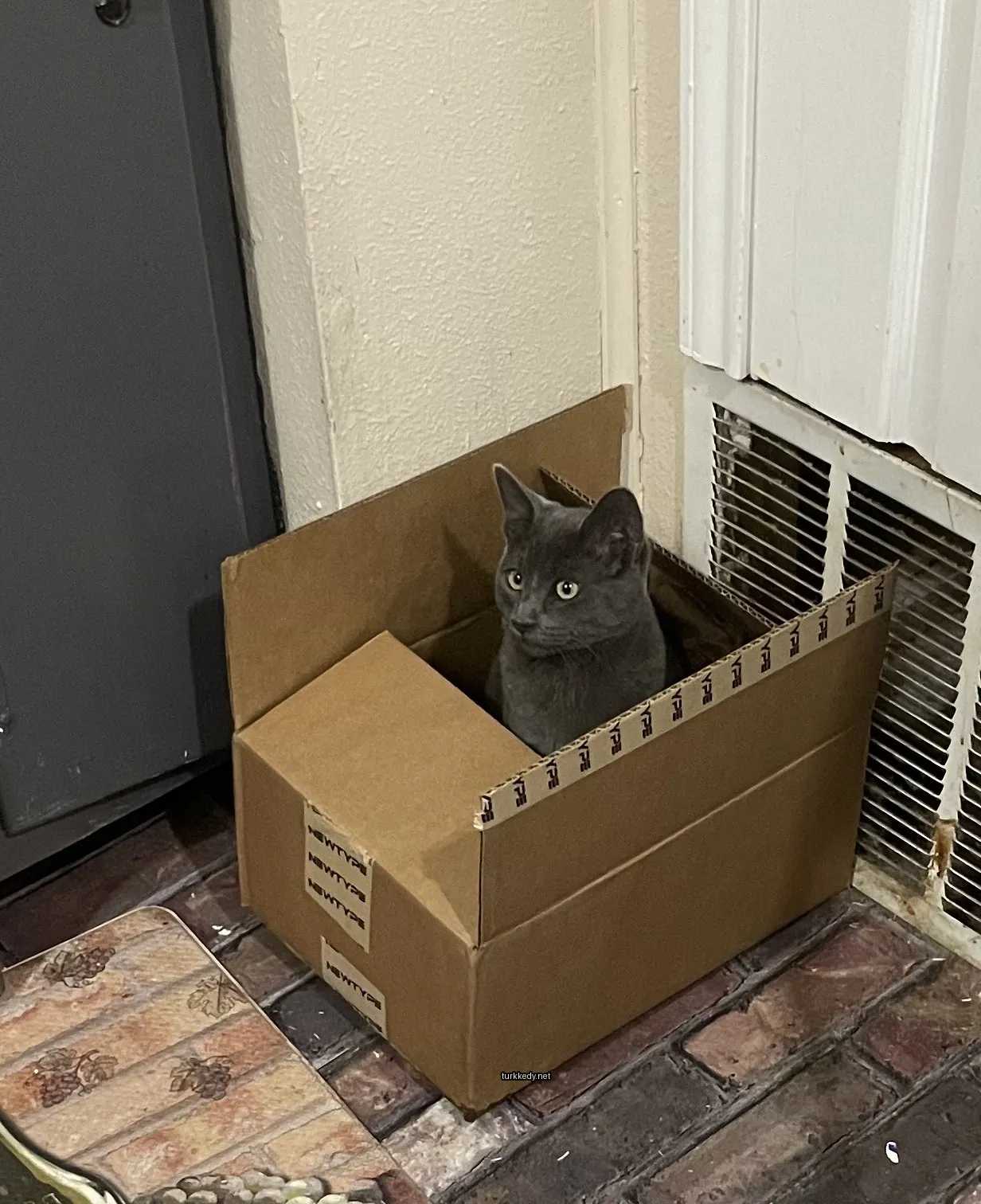 Gri bir kedi, kahverengi bir kutuda oturuyor.