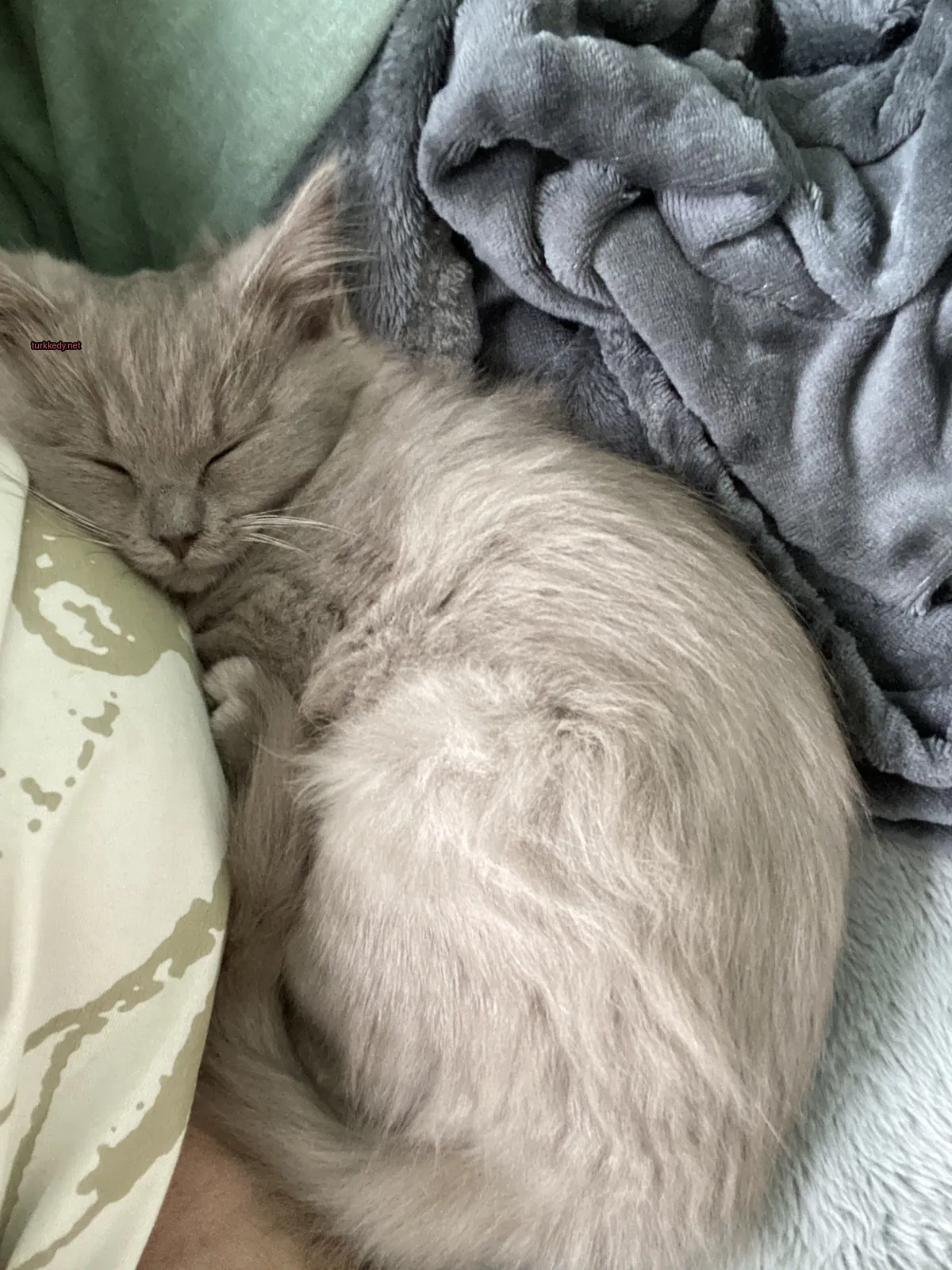 Bir gri kedi yastıkta sarılmış.
