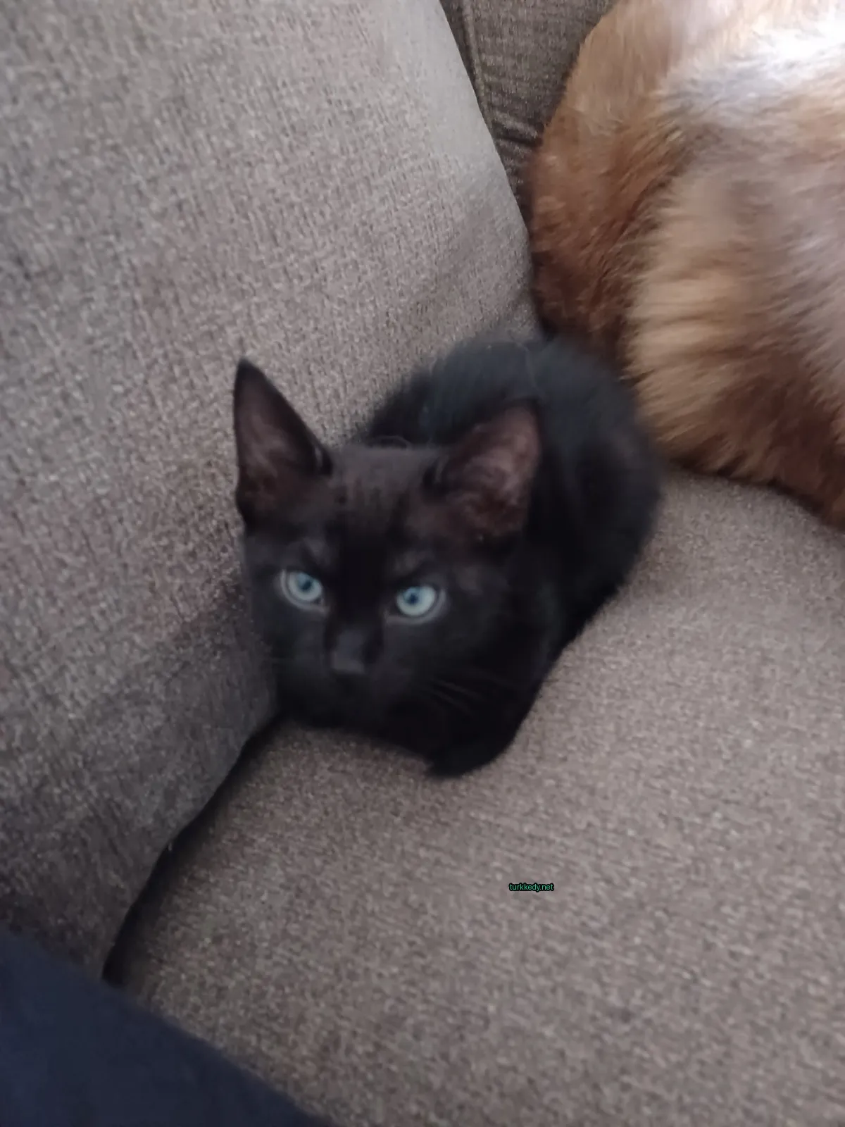 Siyah bir kedi mavi gözleriyle bir sofa üzerinde oturuyor.