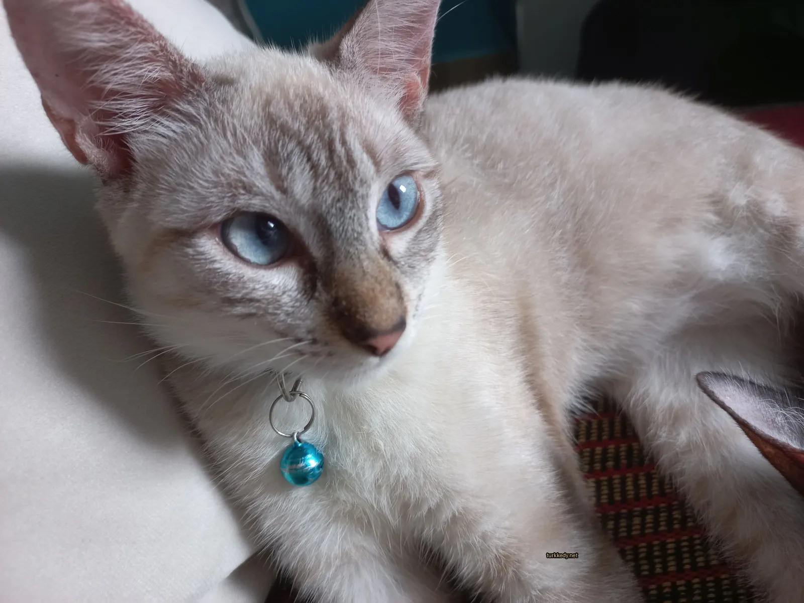 Beyaz bir kedi mavi gözleri olan bir yastıkta yatıyor.