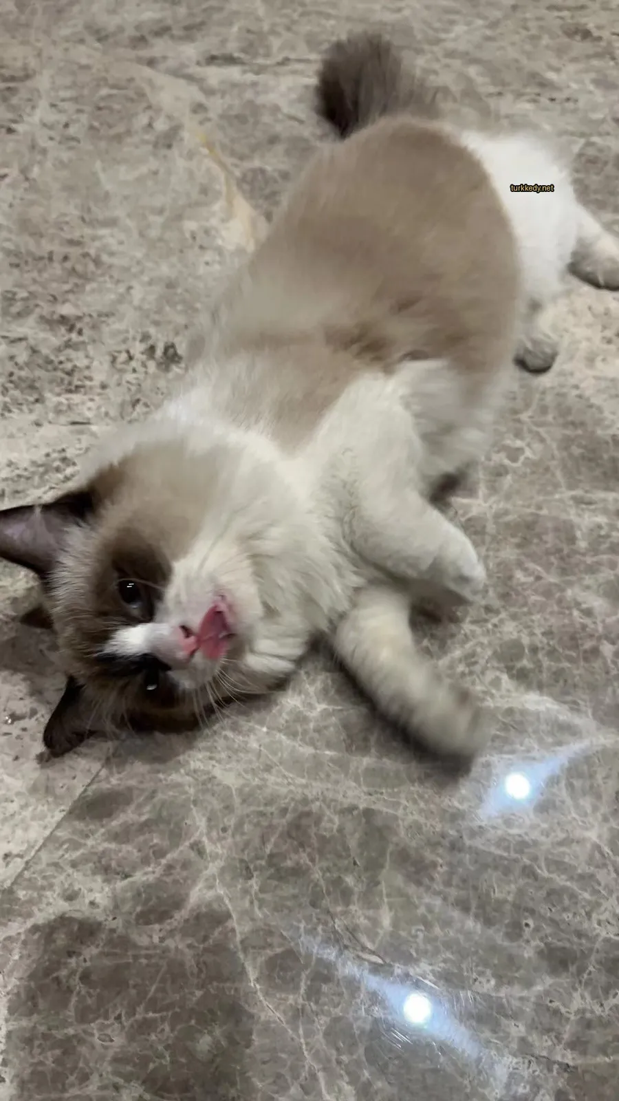 Beyaz ve kahverengi desenli bir kedi zemine yatıyor.