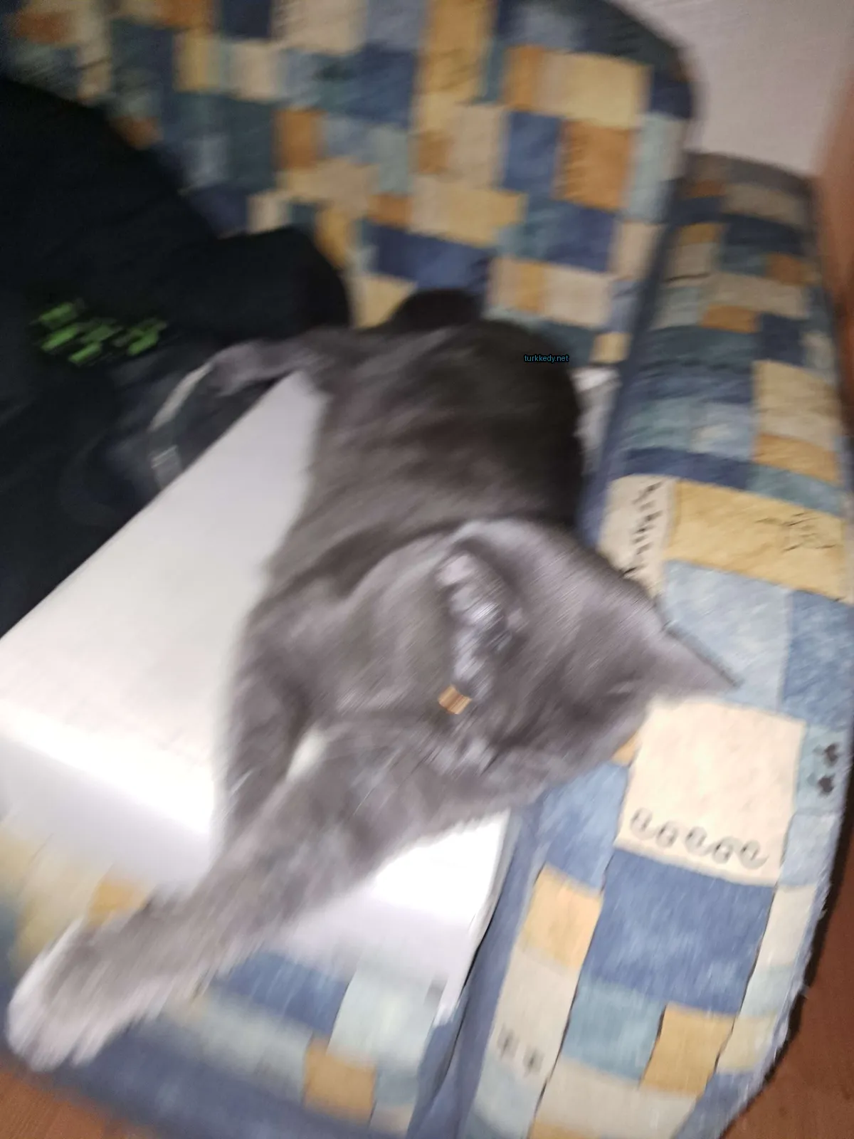 Gri bir kedi bir sandalye üzerinde bir sofa üzerinde yatıyor.