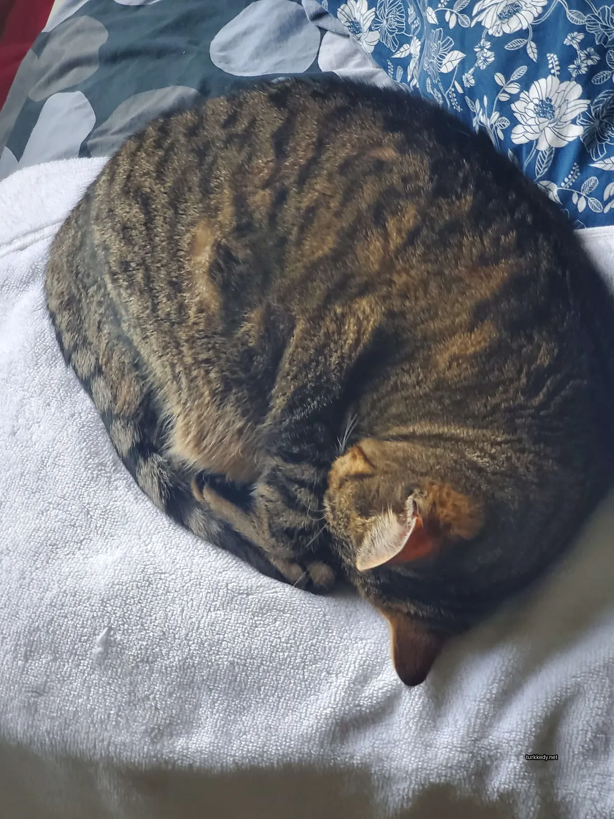Siyah-beyaz ve kahverengi bir kedi beyaz bir havlu üzerinde sarılmış.