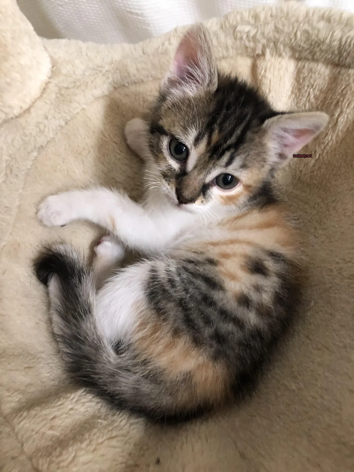 Siyah, beyaz ve gri renkli bir kedi, beyaz bir bez üzerine yatıyor.