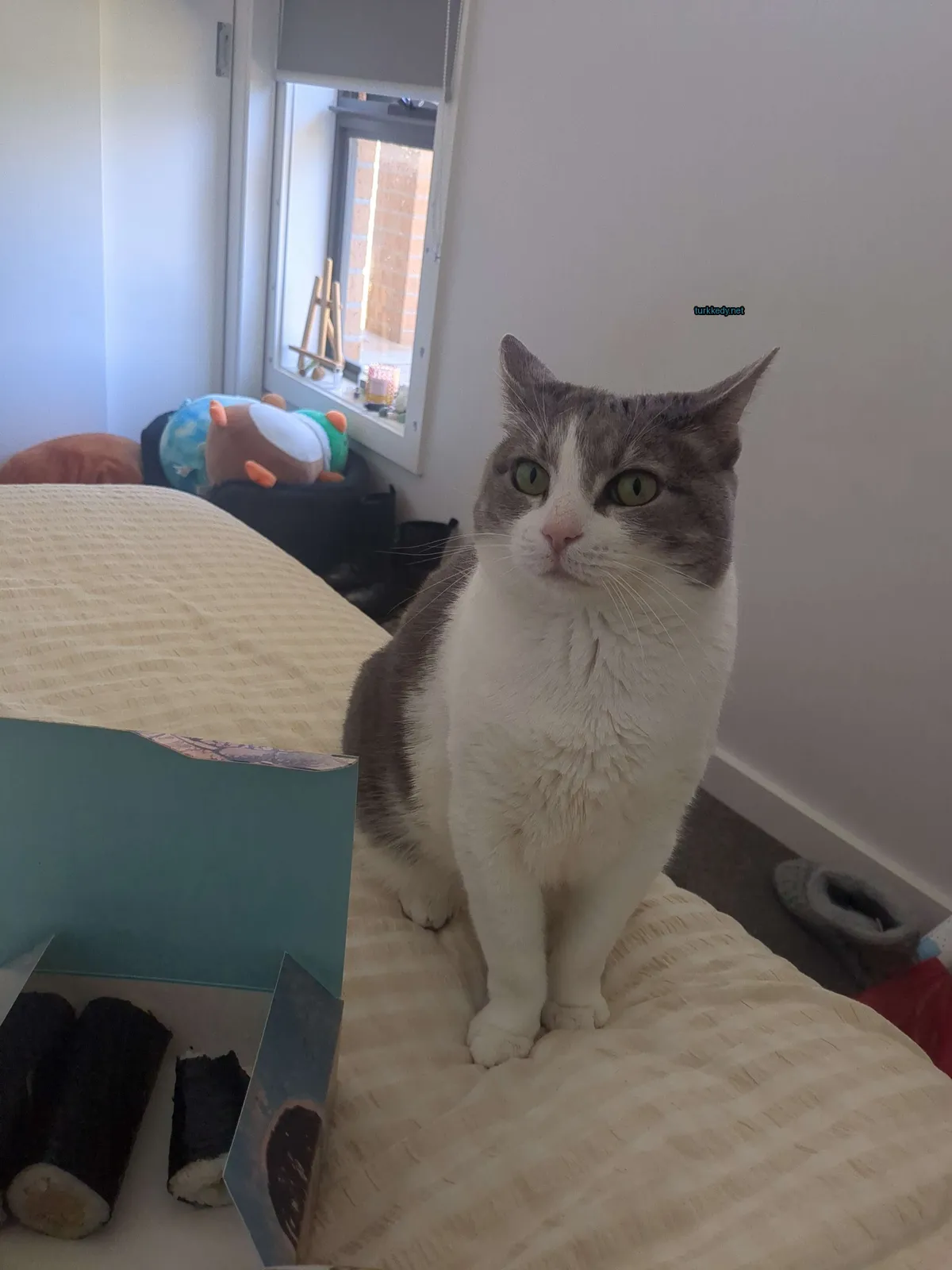 Beyaz ve gri bir kedi yatakta oturuyor.