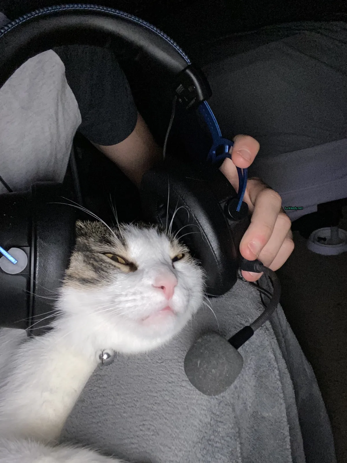 Beyaz ve kahverengi desenli bir kedi bir kişinin bacaklarında kulaklık takılı vaziyette uyuyor.