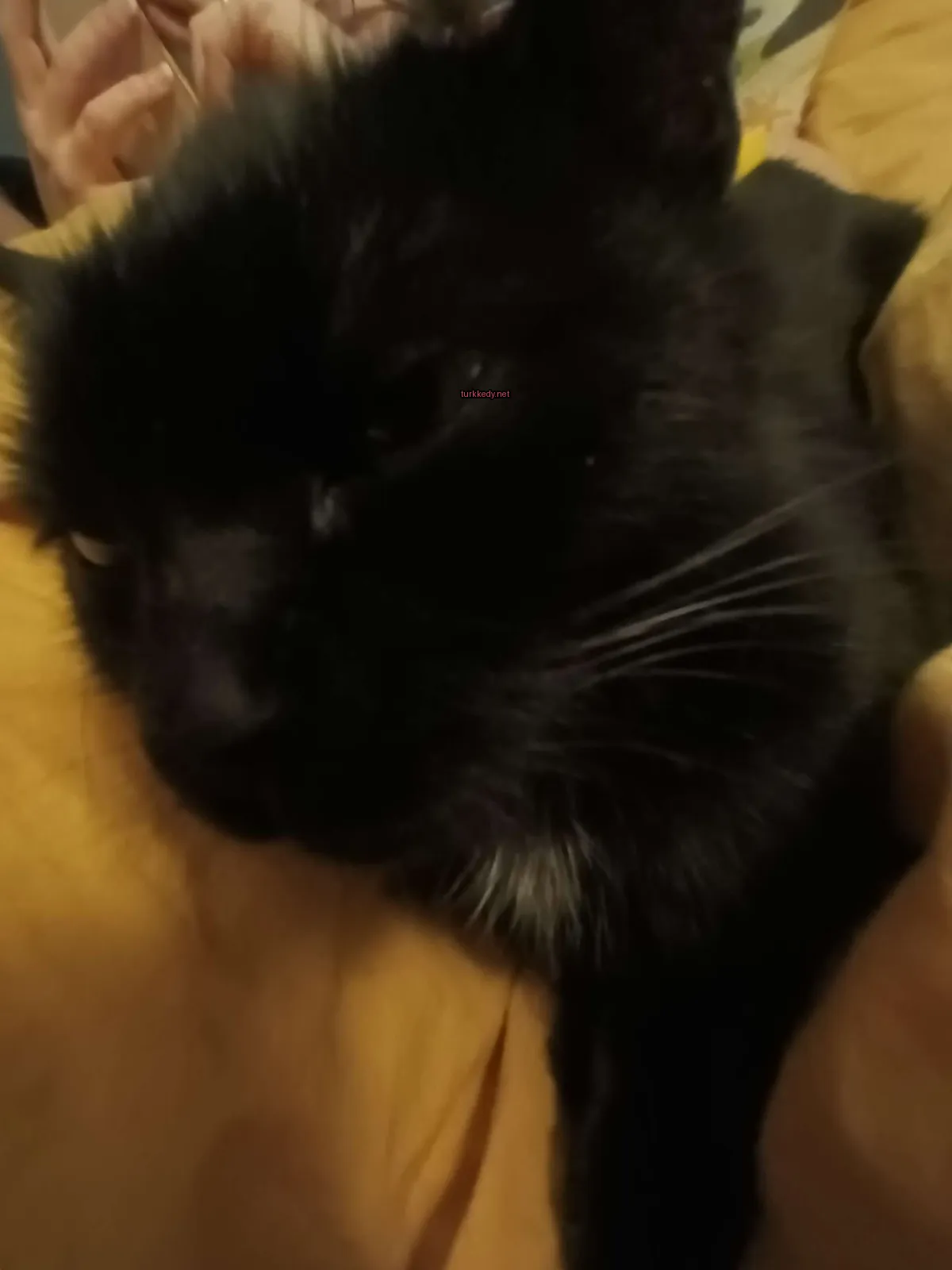 Siyah bir kedi, beyaz bir çeneli ve bıyıklı, sarı bir battaniğe uzanmış.