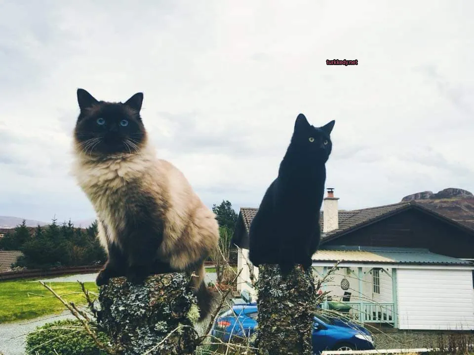 Siyah bir kedi beyaz yüzü ve mavi gözleri olan kahverengi ve beyaz bir kedi bir ağaç dalında duruyor.