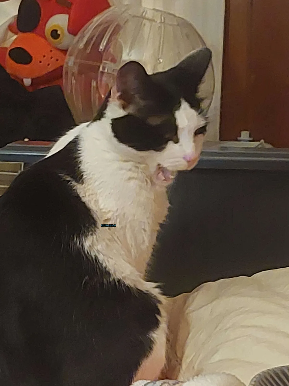 Siyah ve beyaz bir kedi yatakta oturuyor.
