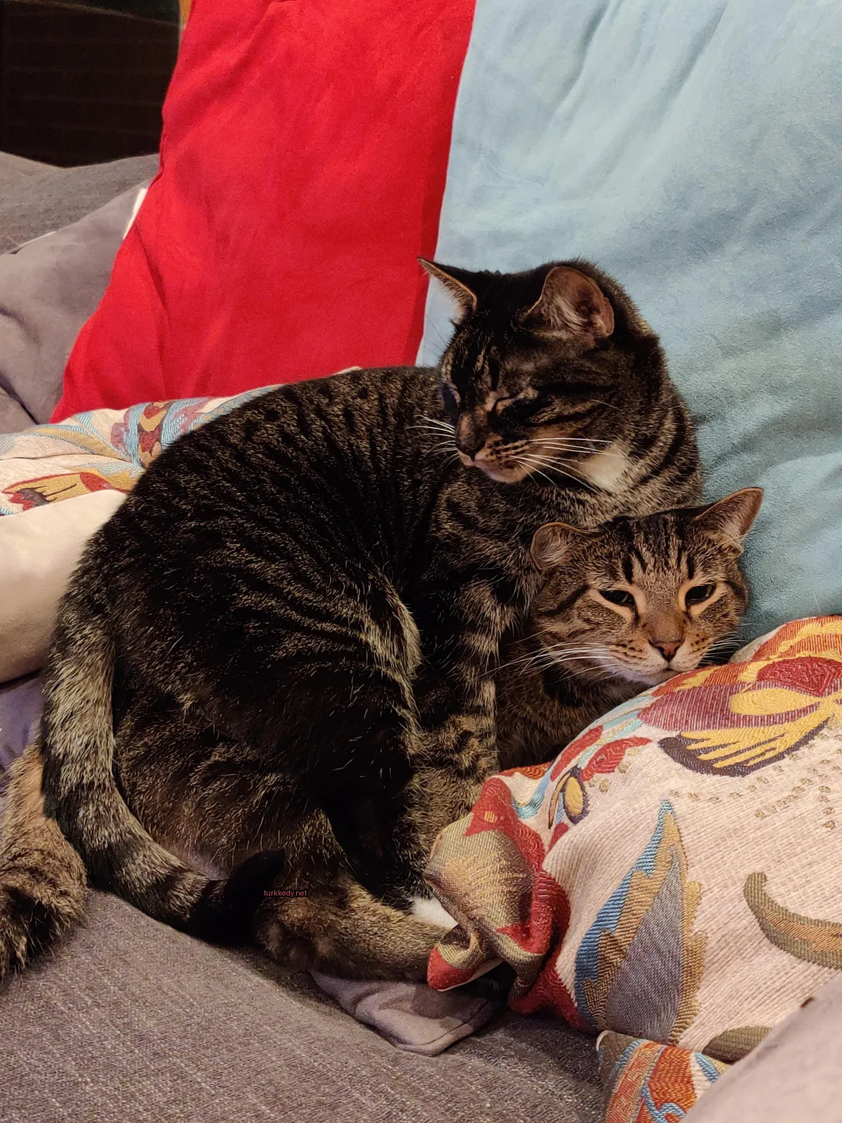 İki kedi, biri siyah-beyaz diğeri kahverengi-beyaz, bir sofa üzerinde oturuyor.