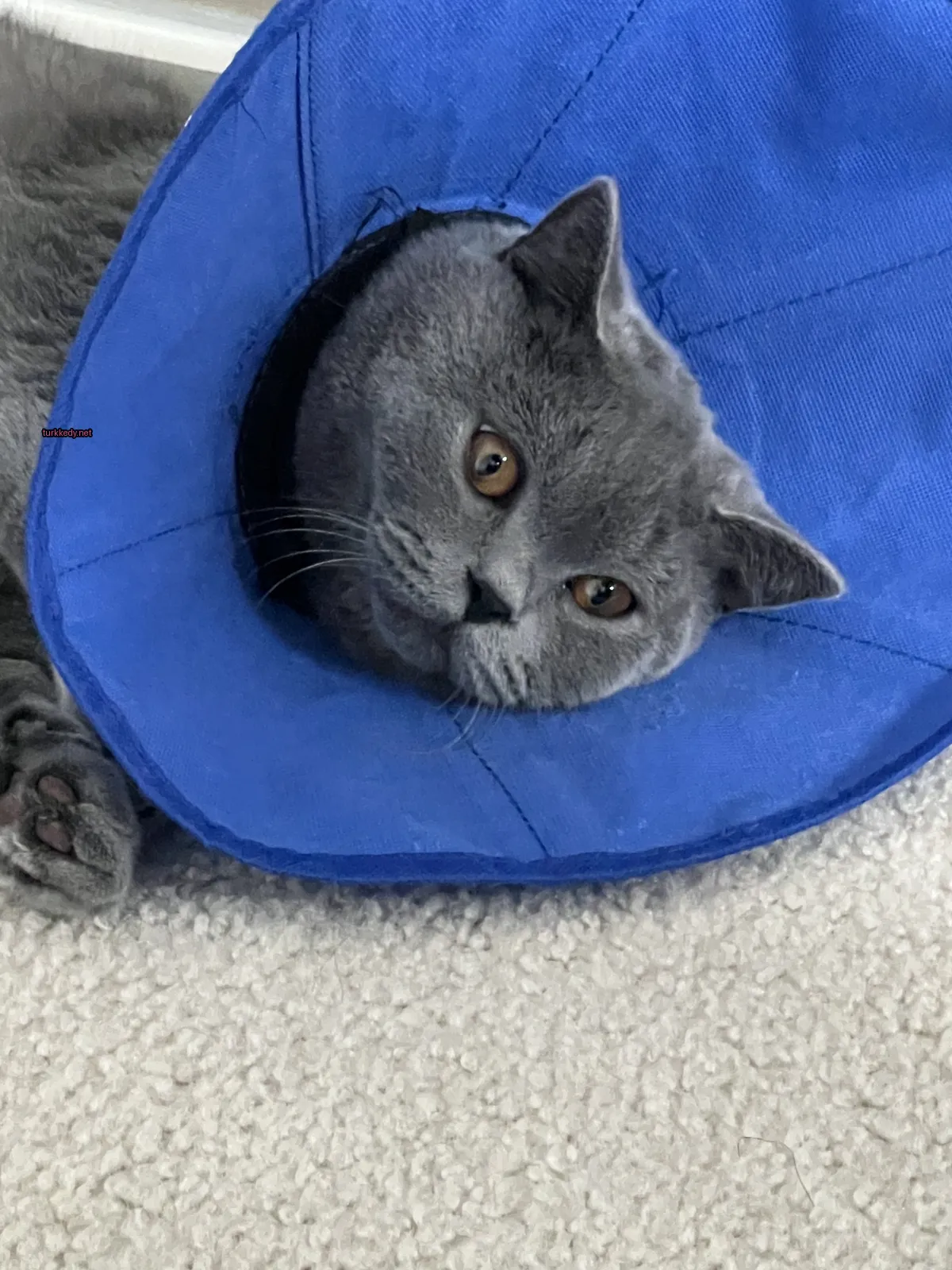Gri bir kedi beyaz bir halı üzerinde mavi bir konik şapka takılı olarak yatıyor.
