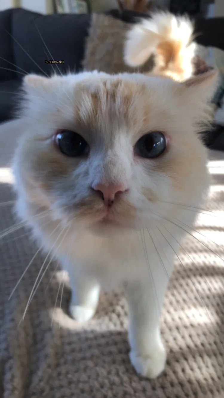 Beyaz bir kedi, bir koltukta mavi bir halı üzerinde oturmaktadır.