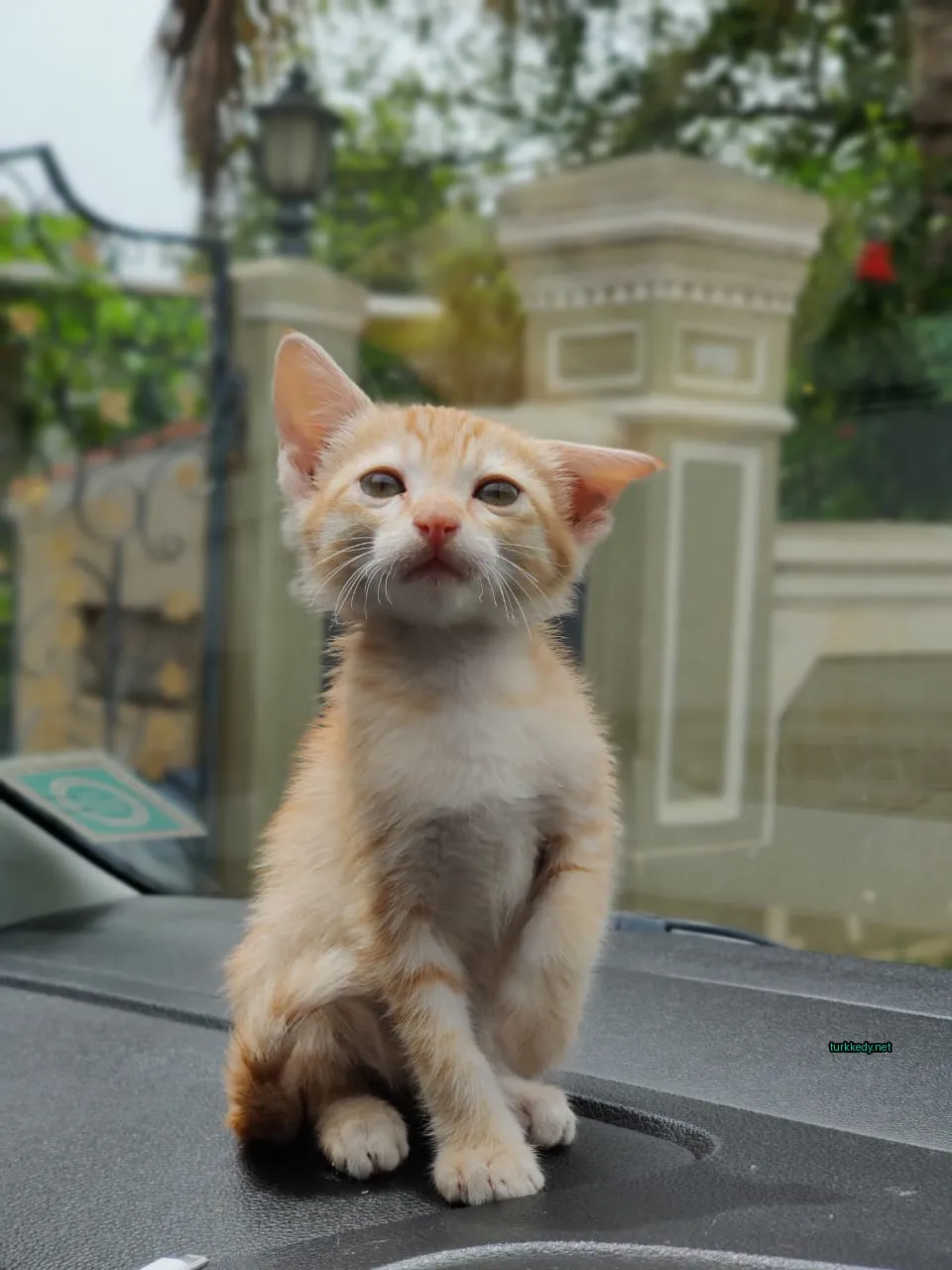 Küçük bir turuncu ve beyaz kedi bir araba penceresinin üzerinde oturuyor.