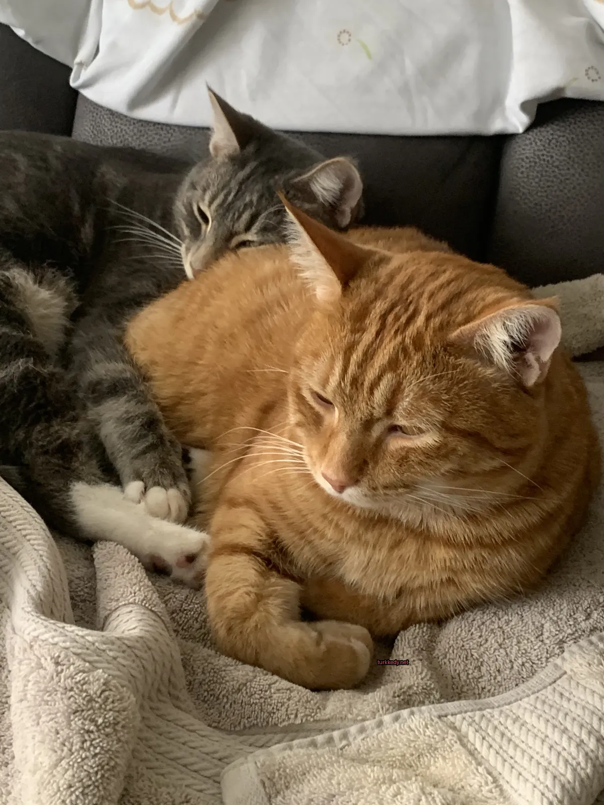 Bir kedi bir yastıkta diğer bir kedi ile yan yana yatıyor.