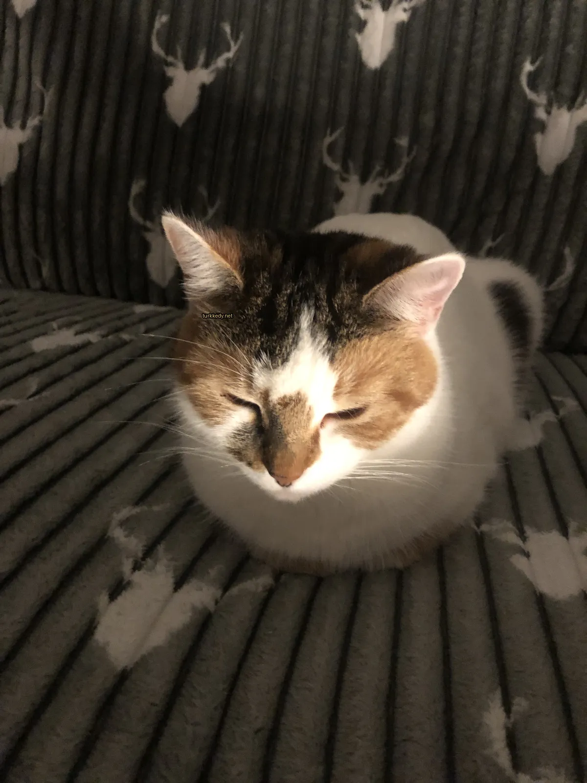 Beyaz ve kahverengi desenli bir kedi bir sofa üzerinde oturuyor.