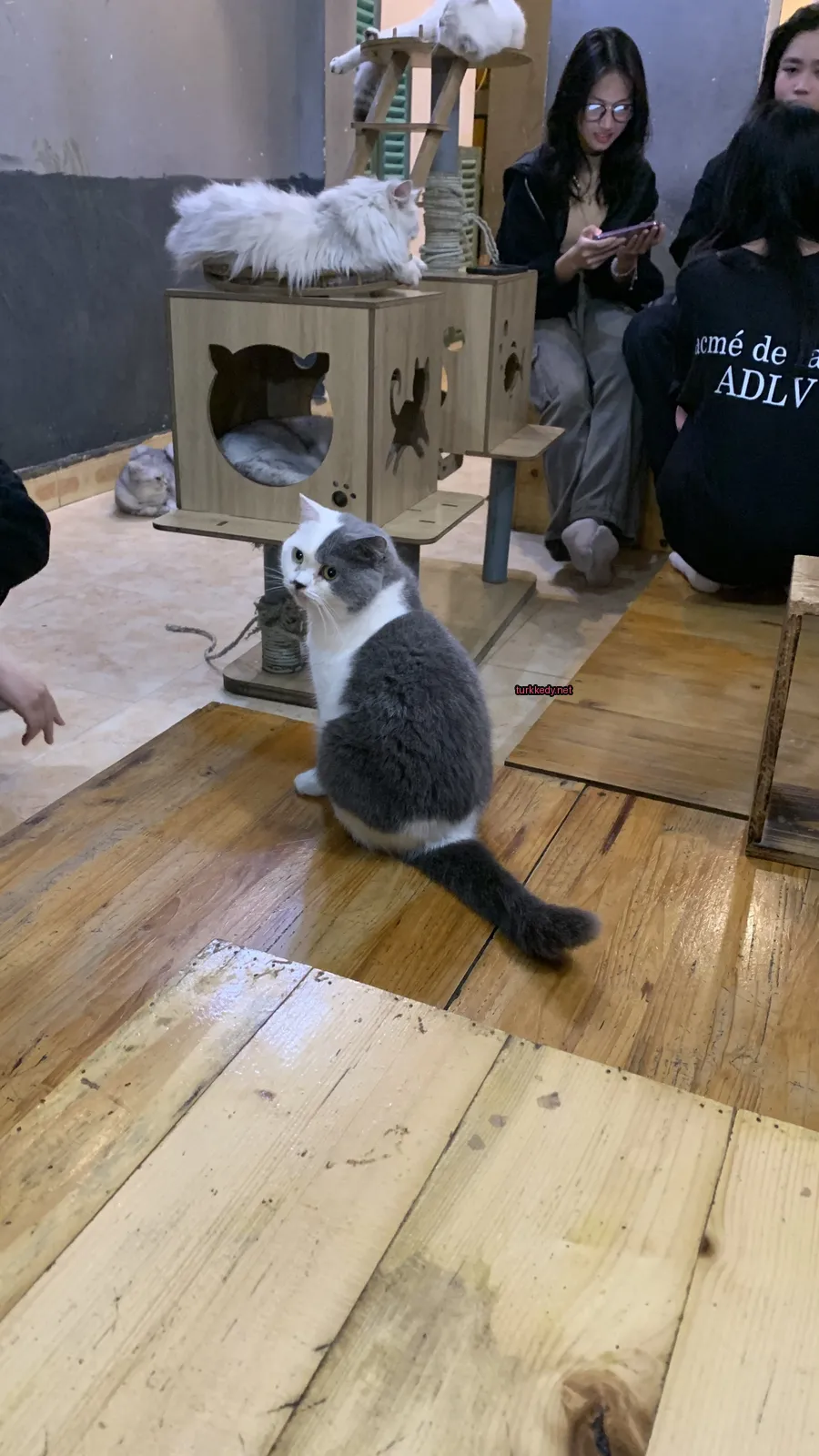 Gri ve beyaz bir kedi ahşap zemin üzerinde oturuyor.