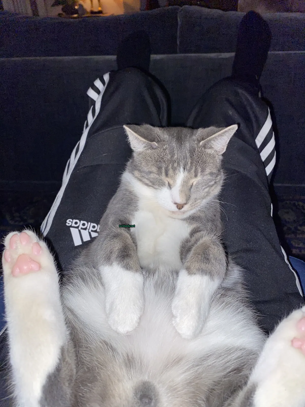 Gri ve beyaz bir kedi bir kişinin kollarında yatıyor.