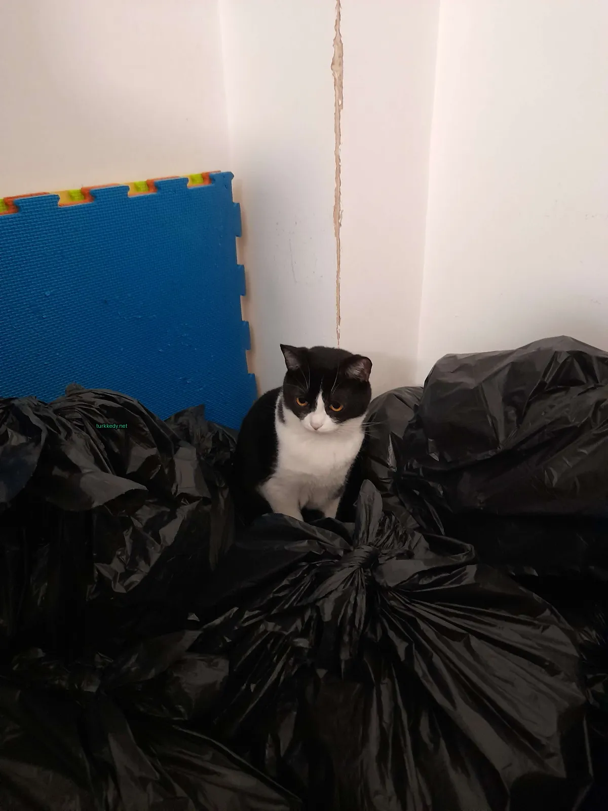 Siyah ve beyaz bir kedi bir çöp yığını üzerinde oturuyor.