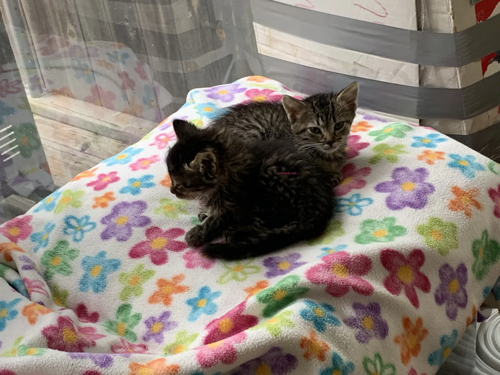Siyah ve gri bir kedi yorgan üzerinde yatıyor.