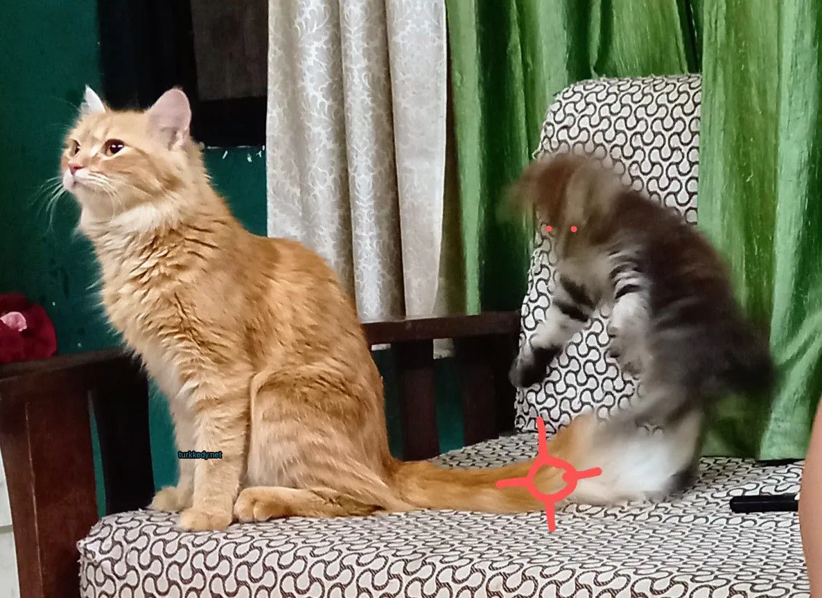 Beyaz ve turuncu bir kedi bir sandalyıkta oturuyor.