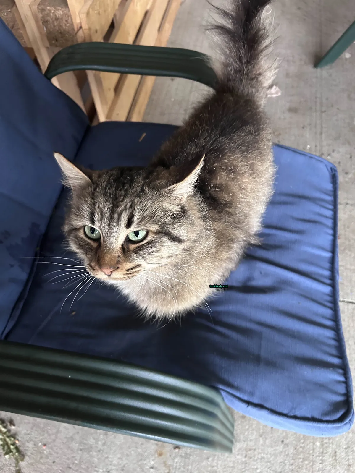 Gri ve beyaz bir kedi mavi bir sandalyede oturuyor.