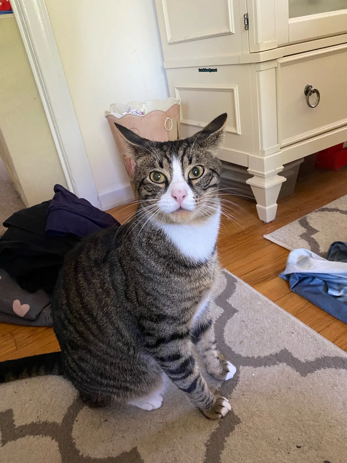 Kahverengi ve beyaz bir kedi, bir dolap önünde bir halı üzerinde duruyor.