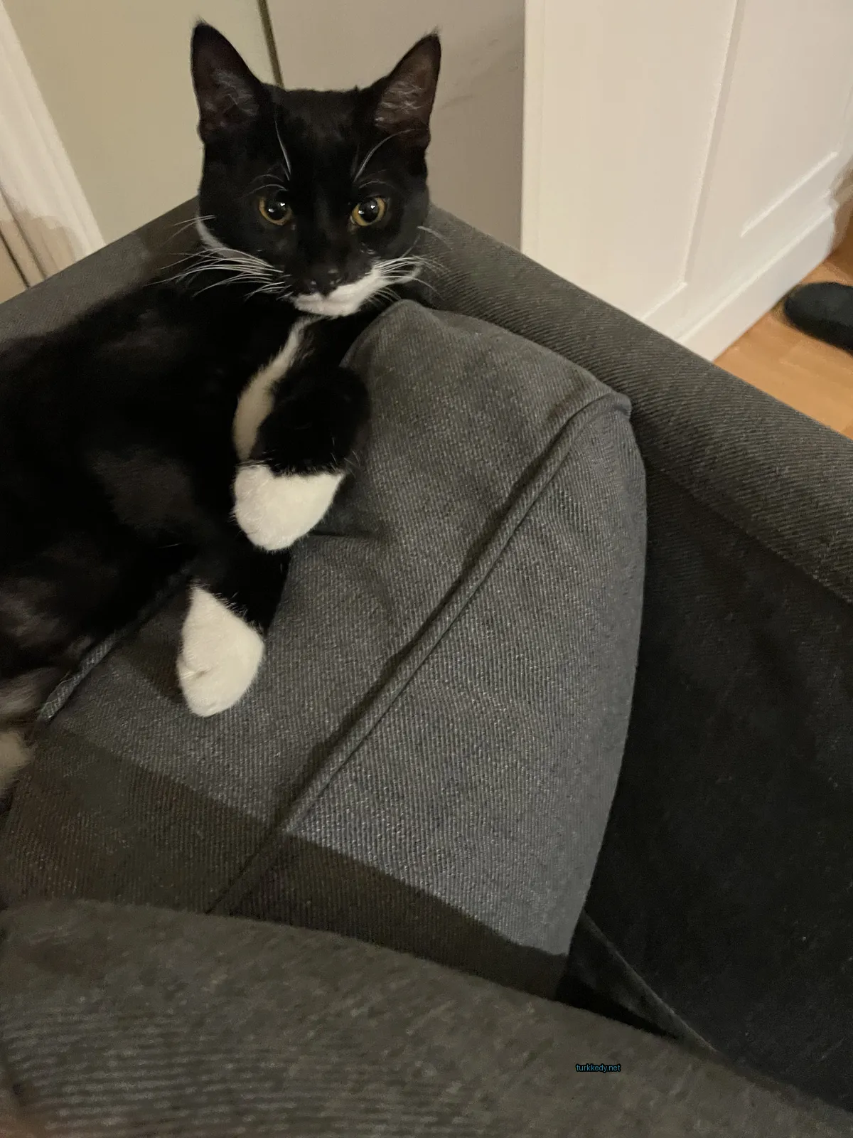 Siyah ve beyaz bir kedi bir sofa üzerinde yatıyor.