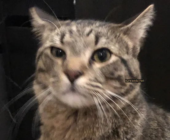 Gri ve beyaz bir kedi, siyah bir arka plan üzerinde çizgili bir desene sahip olarak oturuyor.