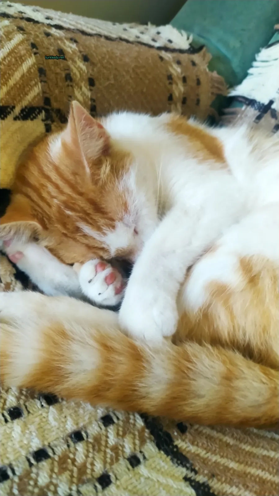 Beyaz ve turuncu bir kedi yastık üzerinde uyuyor.