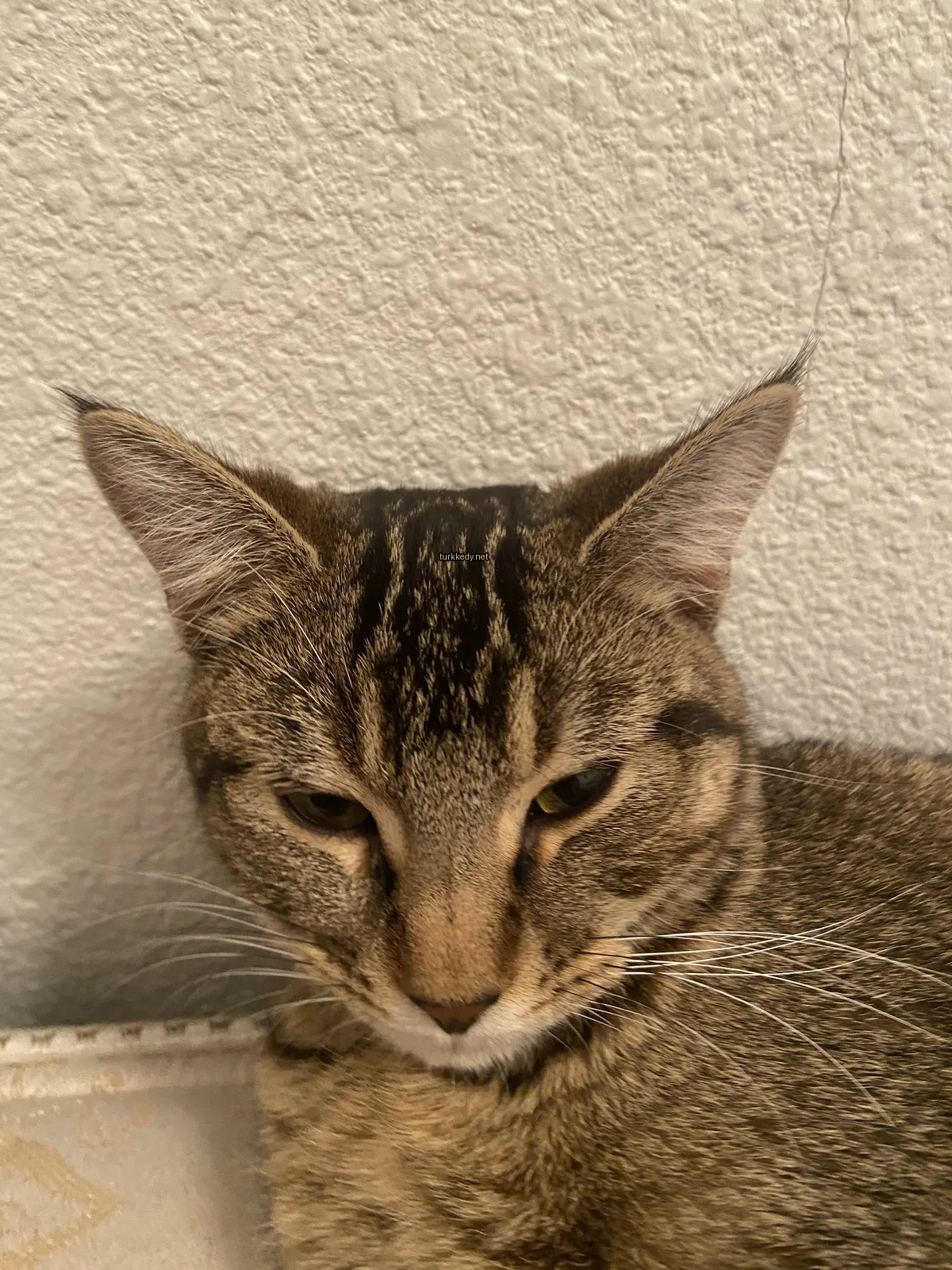 Beyaz bir duvarın üzerinde beyaz burunlu, kahverengi gözlü bir çalı gibi bir kedi yatıyor.