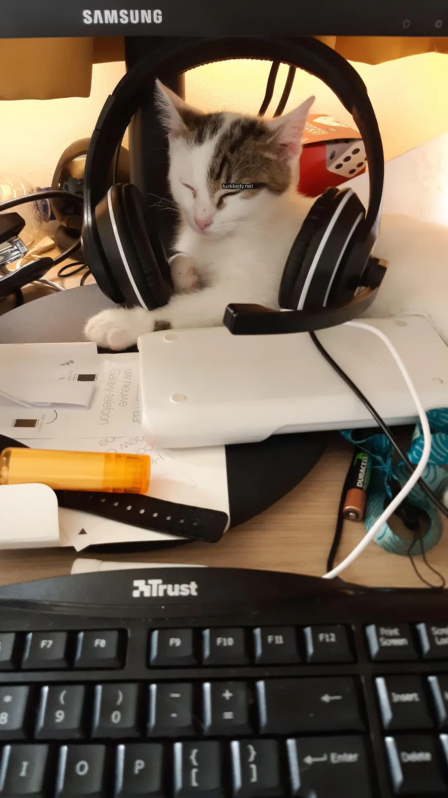 Beyaz ve kahverengi bir kedi, kulaklıklarla masa üzerinde yatıyor.