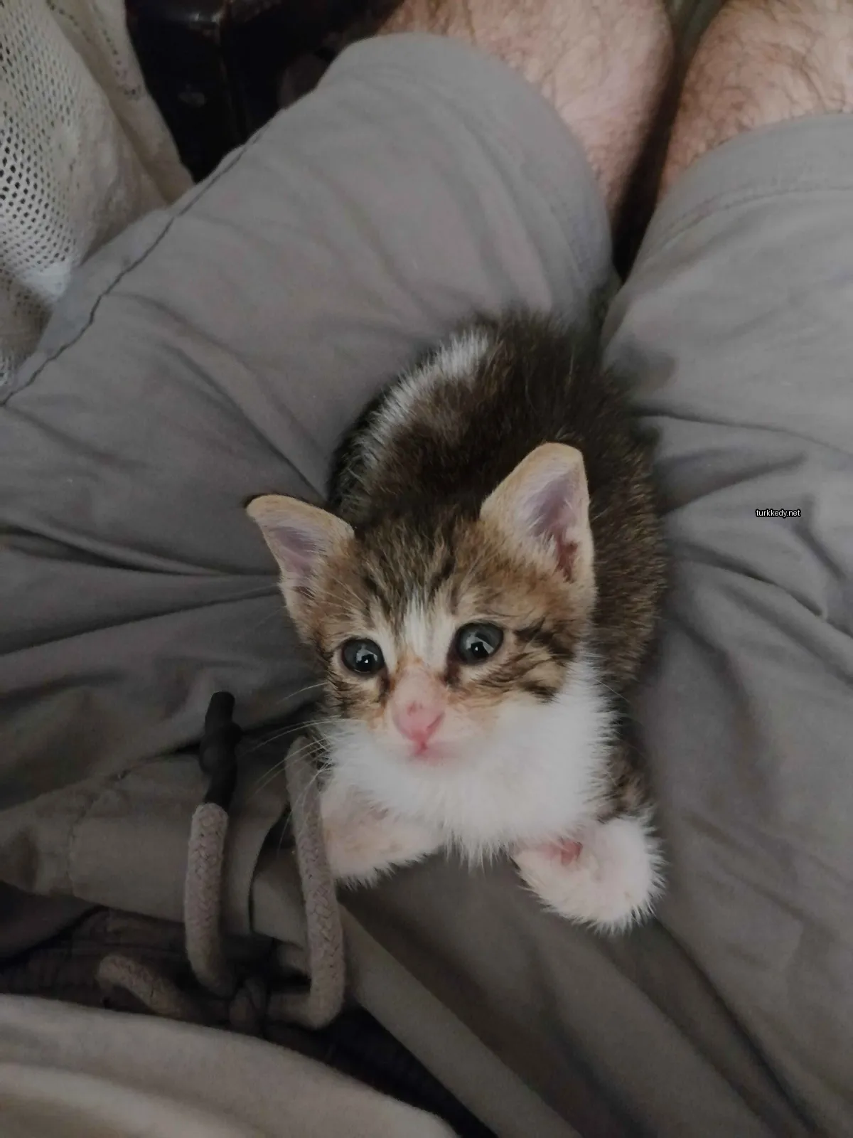 Beyaz ve kahverengi tüylü küçük bir kedi, gri bir pantolon üzerinde yatıyor.